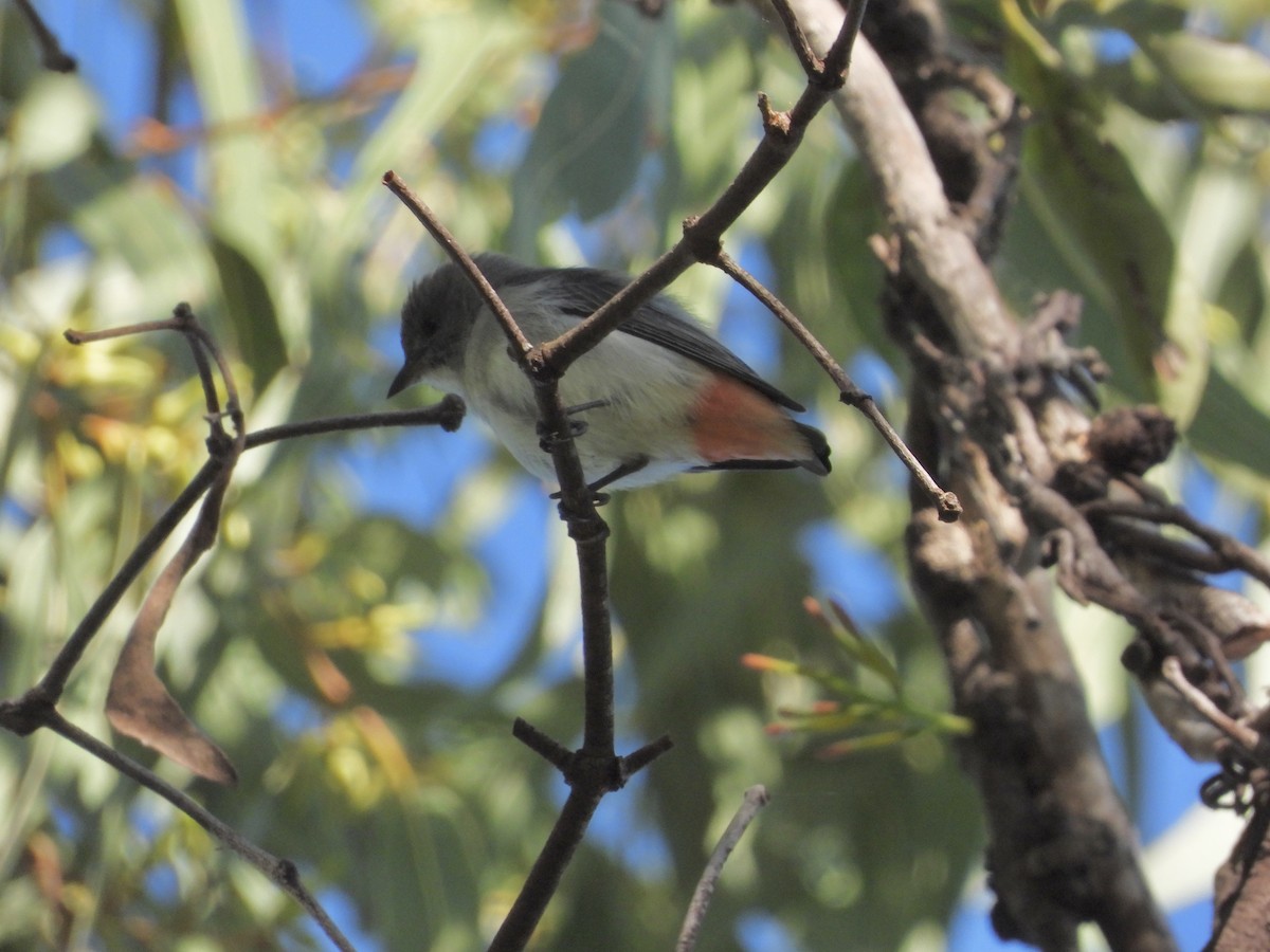 Mistletoebird - Cherri and Peter Gordon