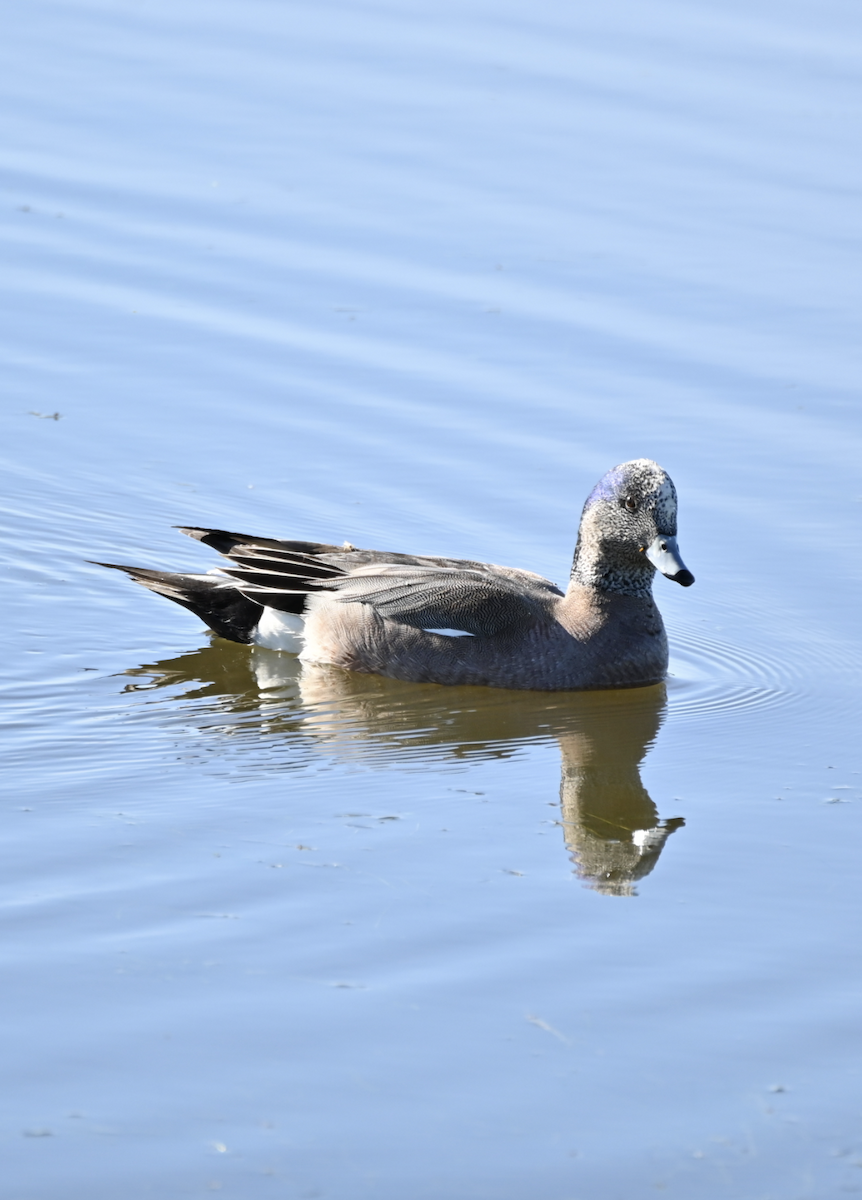 American Wigeon - Sylvie Rioux