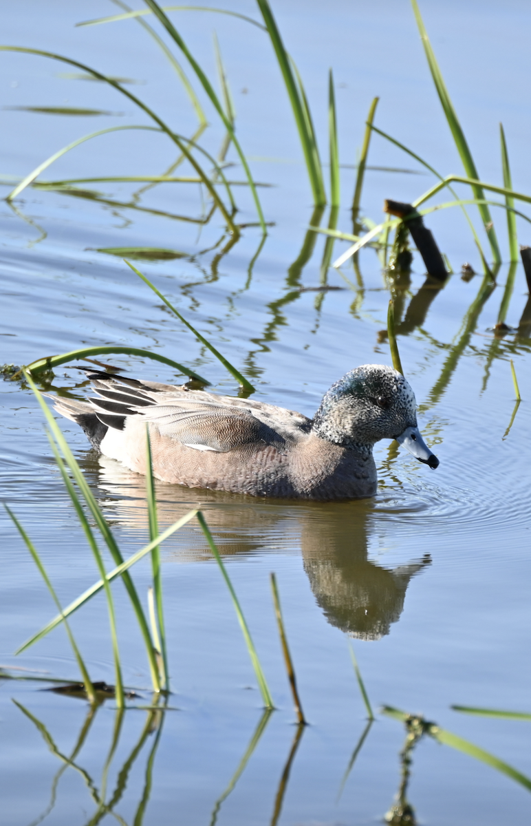 American Wigeon - Sylvie Rioux