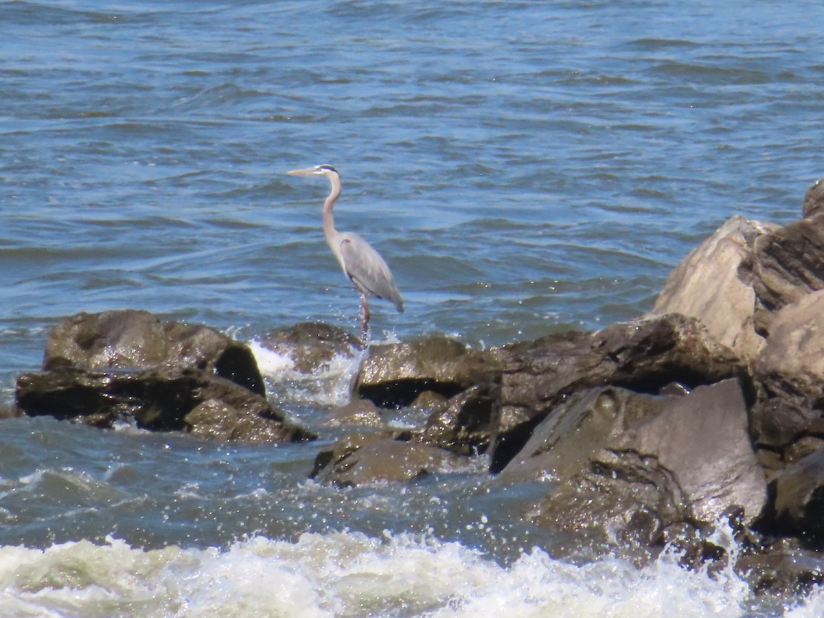 オオアオサギ - ML619644680