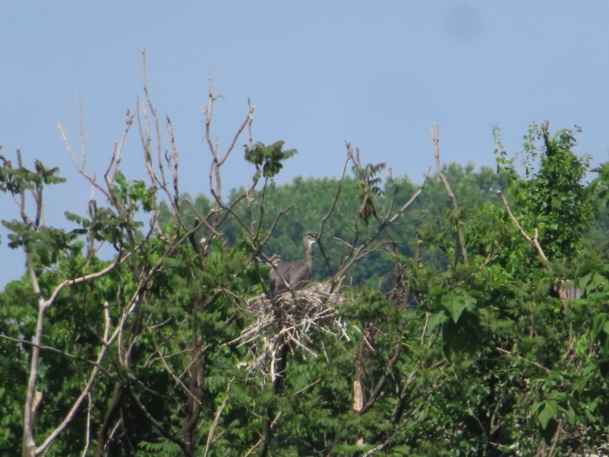 Great Blue Heron - Jennifer Segrest