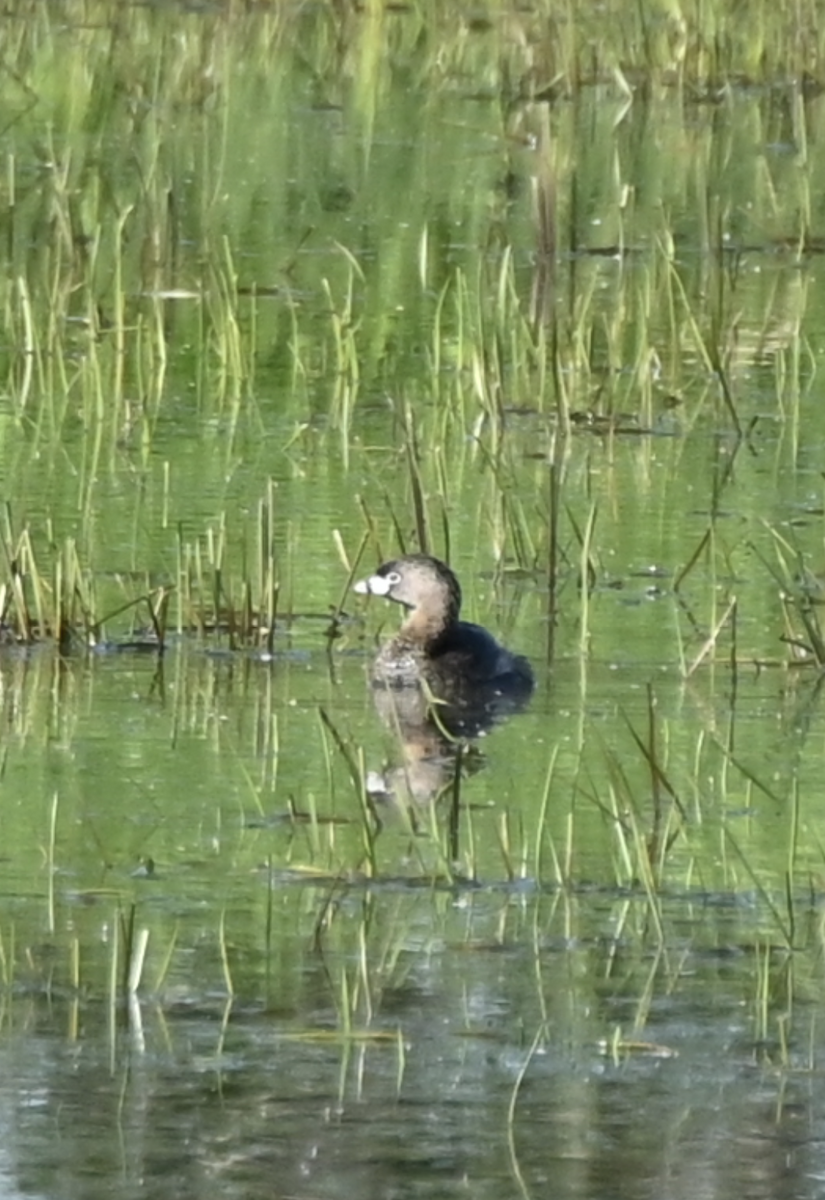 Pied-billed Grebe - Sylvie Rioux