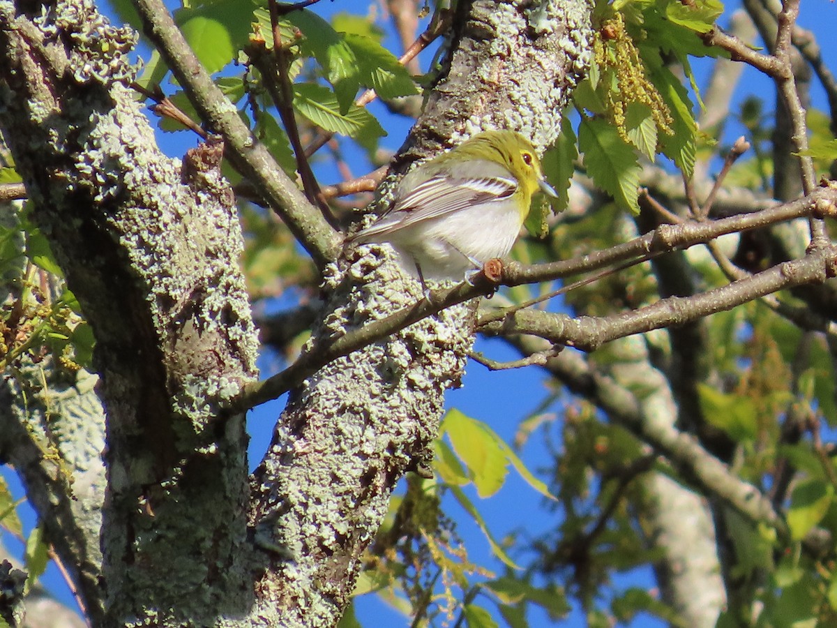 Yellow-throated Vireo - ML619644701