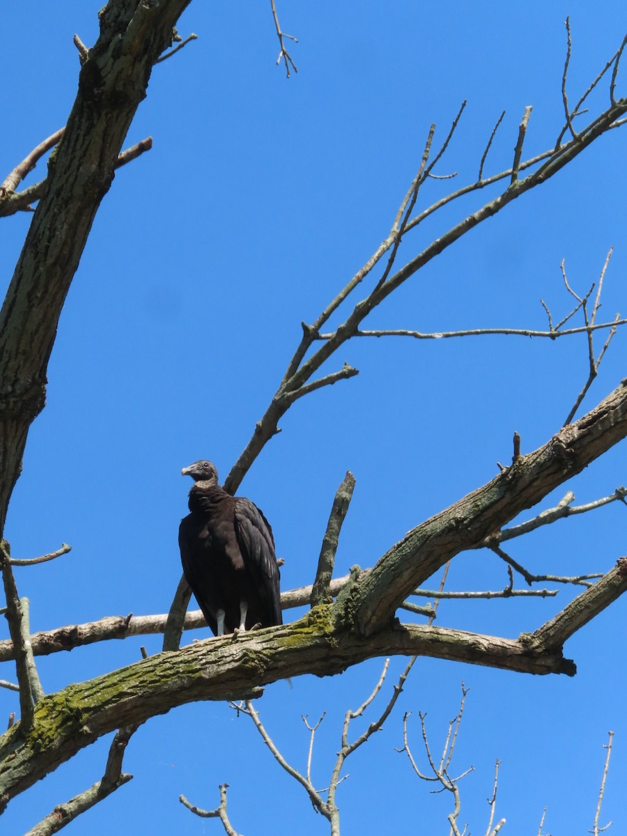 Black Vulture - ML619644704