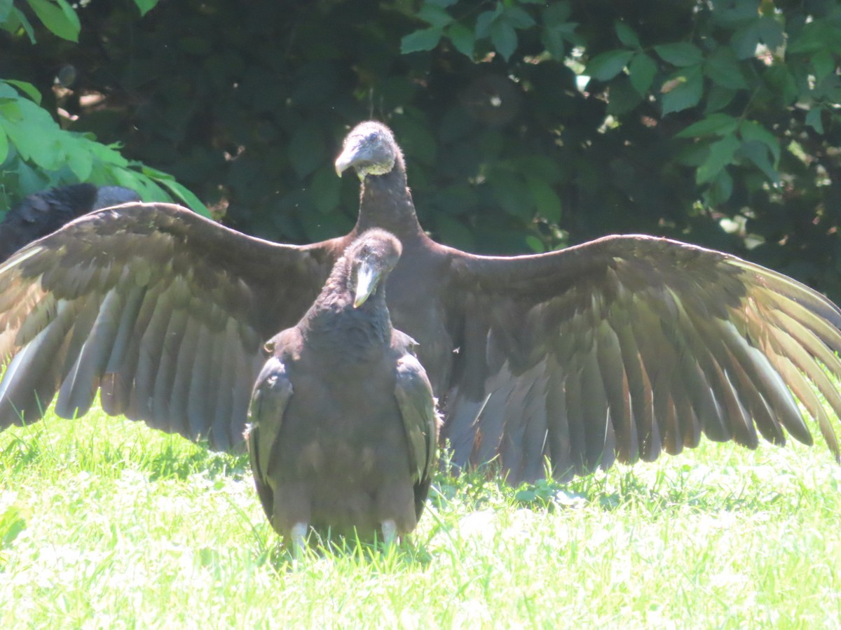 Black Vulture - ML619644707