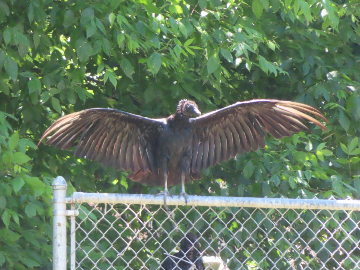 Black Vulture - ML619644708