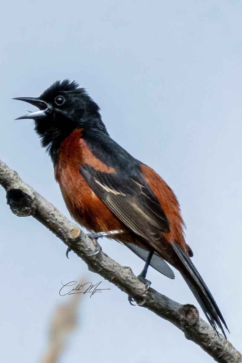 Orchard Oriole - Caleb Myers