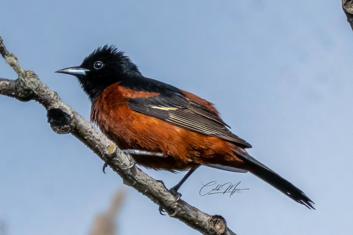 Orchard Oriole - Caleb Myers