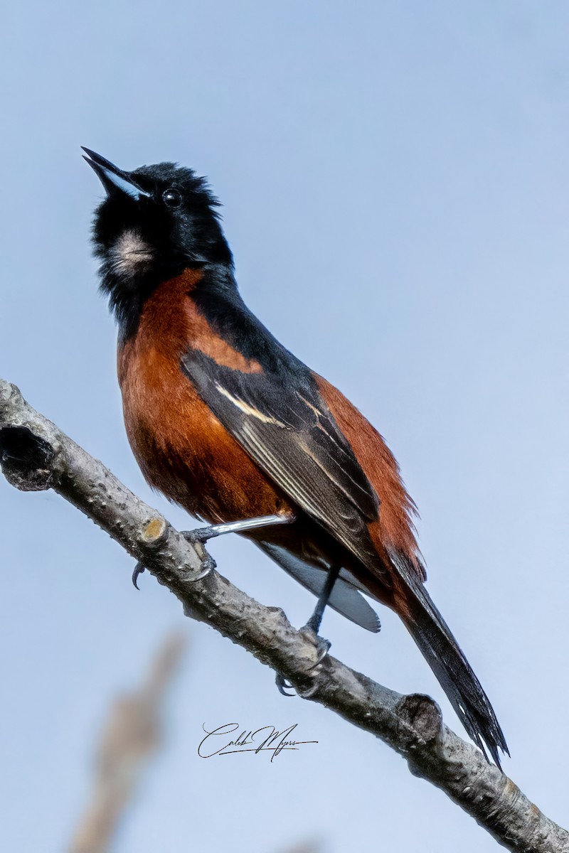 Orchard Oriole - Caleb Myers