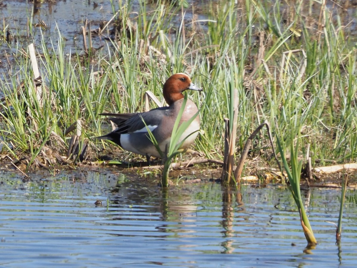 Eurasian Wigeon - ML619644725