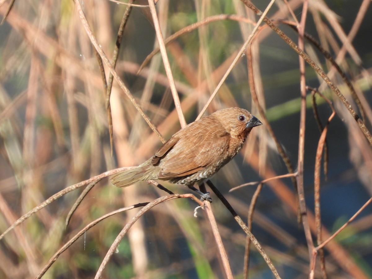 Scaly-breasted Munia - Cherri and Peter Gordon