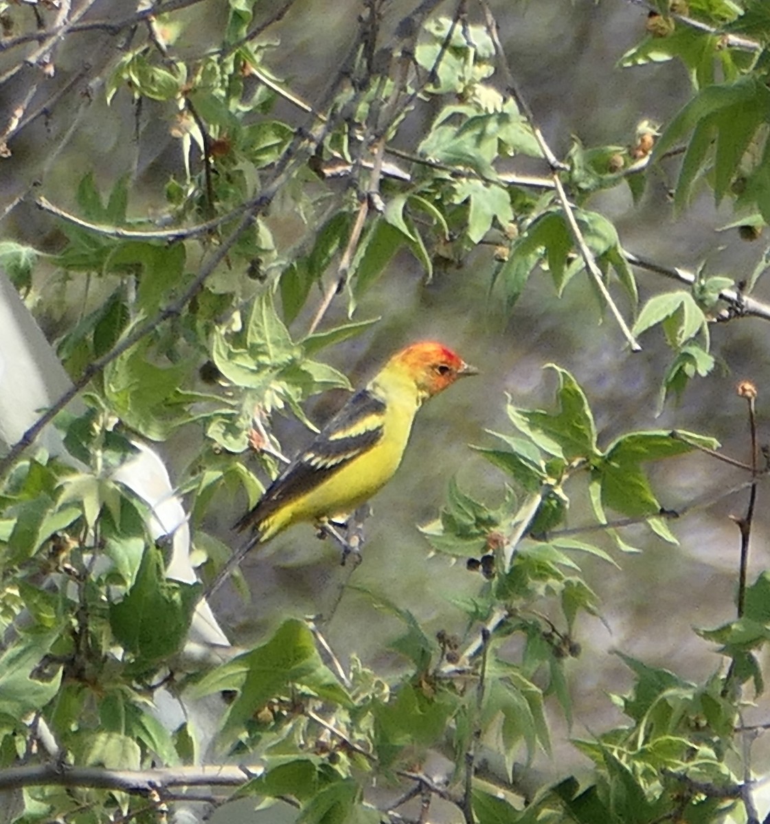 Western Tanager - Melanie Barnett