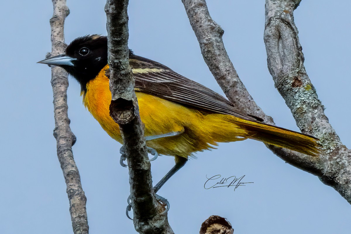 Oriole de Baltimore - ML619644743