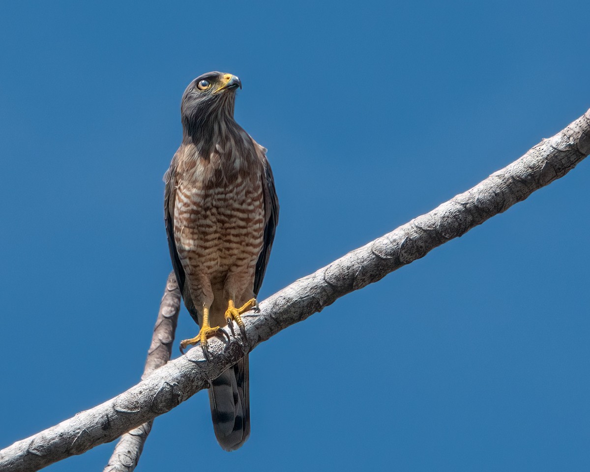 Roadside Hawk - Albino Paiva