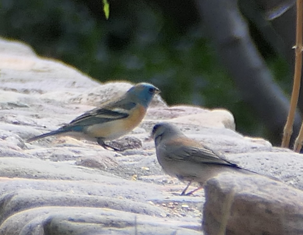 Lazuli Bunting - Melanie Barnett