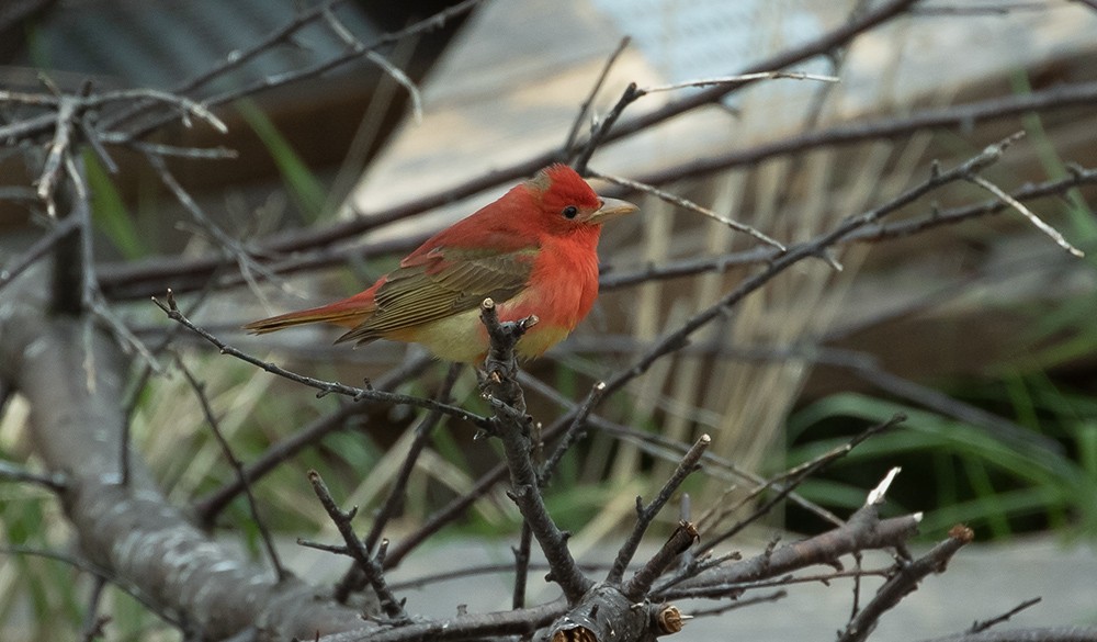 Summer Tanager - Bruce Mactavish