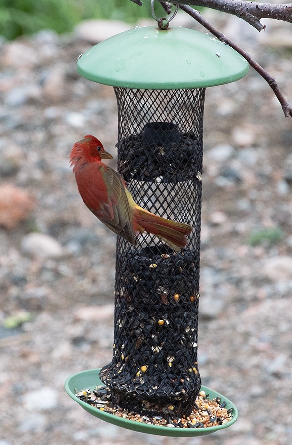 Summer Tanager - Bruce Mactavish