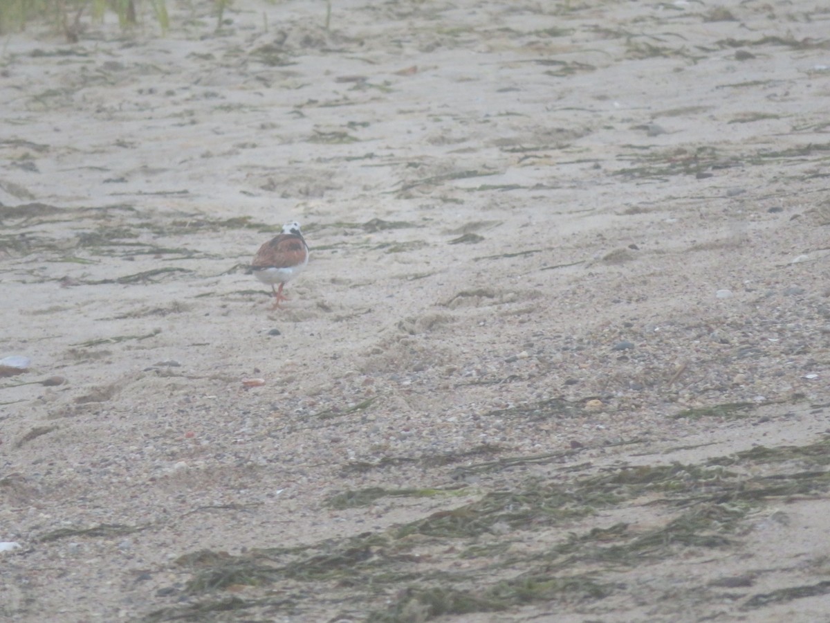 Ruddy Turnstone - William Kuk