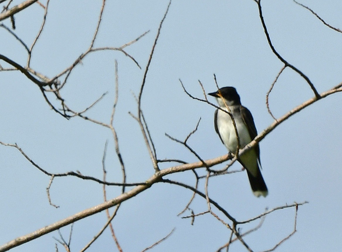 Eastern Kingbird - ML619644760