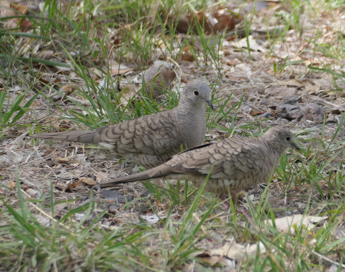 Inca Dove - Melanie Barnett