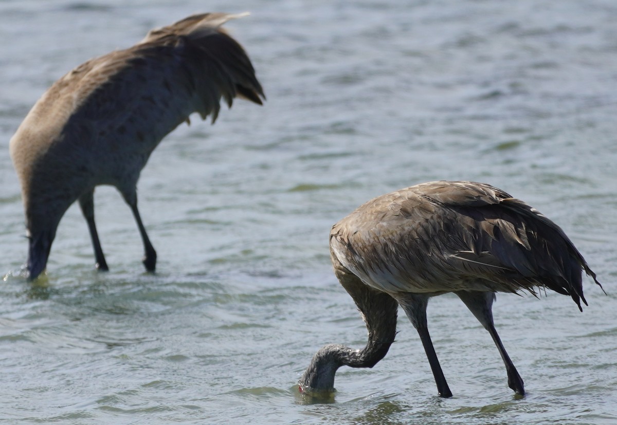 Sandhill Crane - John McCallister