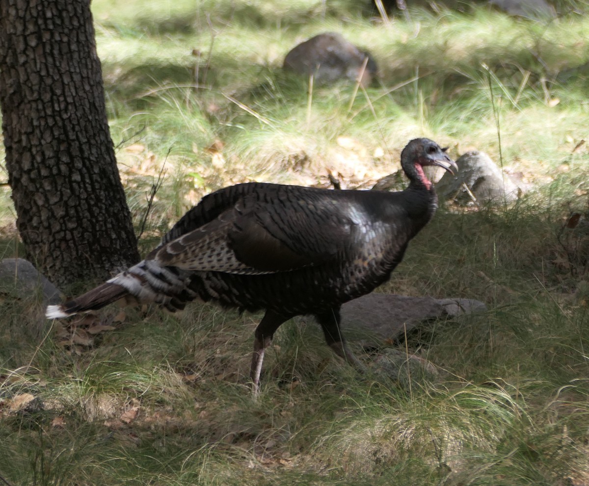 Wild Turkey - Melanie Barnett