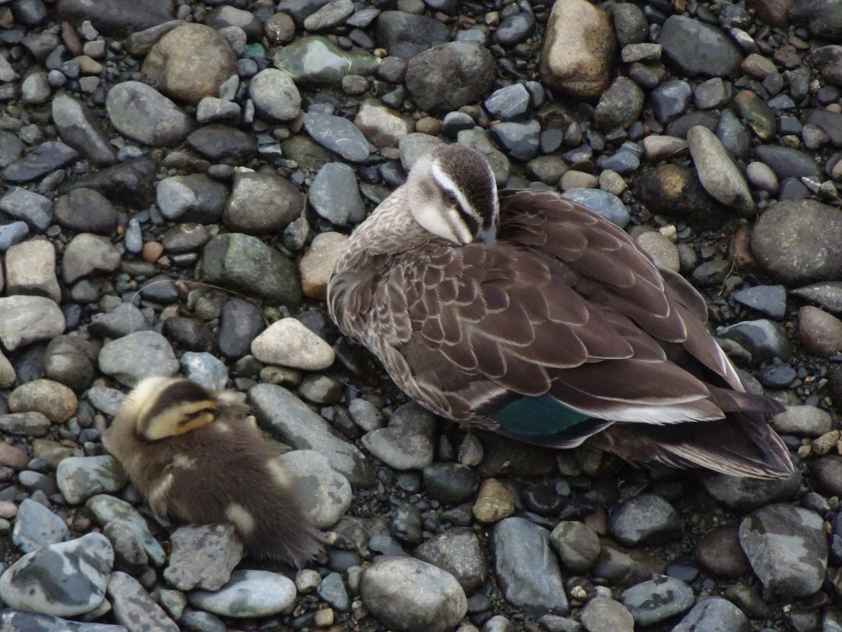 Eastern Spot-billed Duck - ML619644772