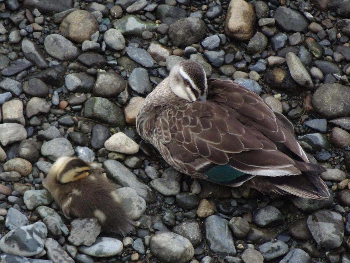 Eastern Spot-billed Duck - HIROSHI KIDONO