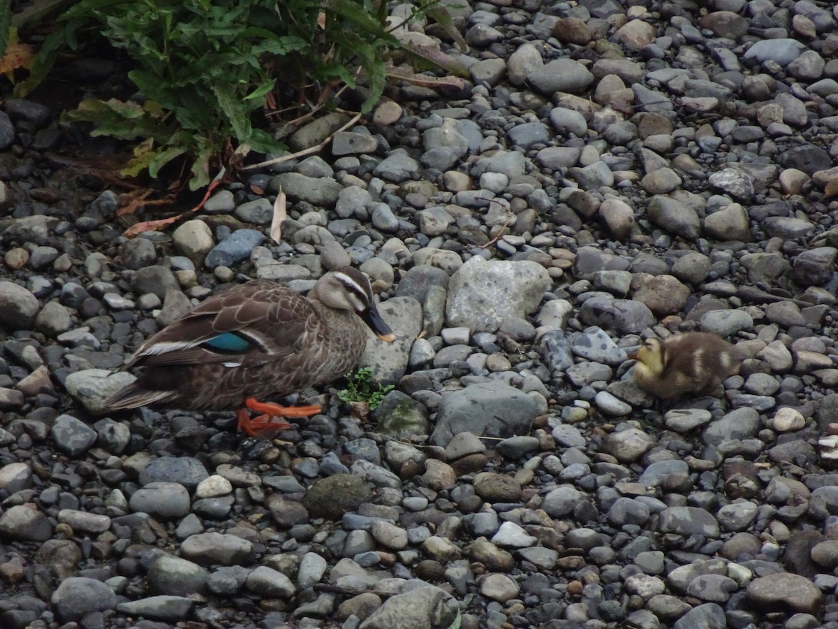 Eastern Spot-billed Duck - ML619644773