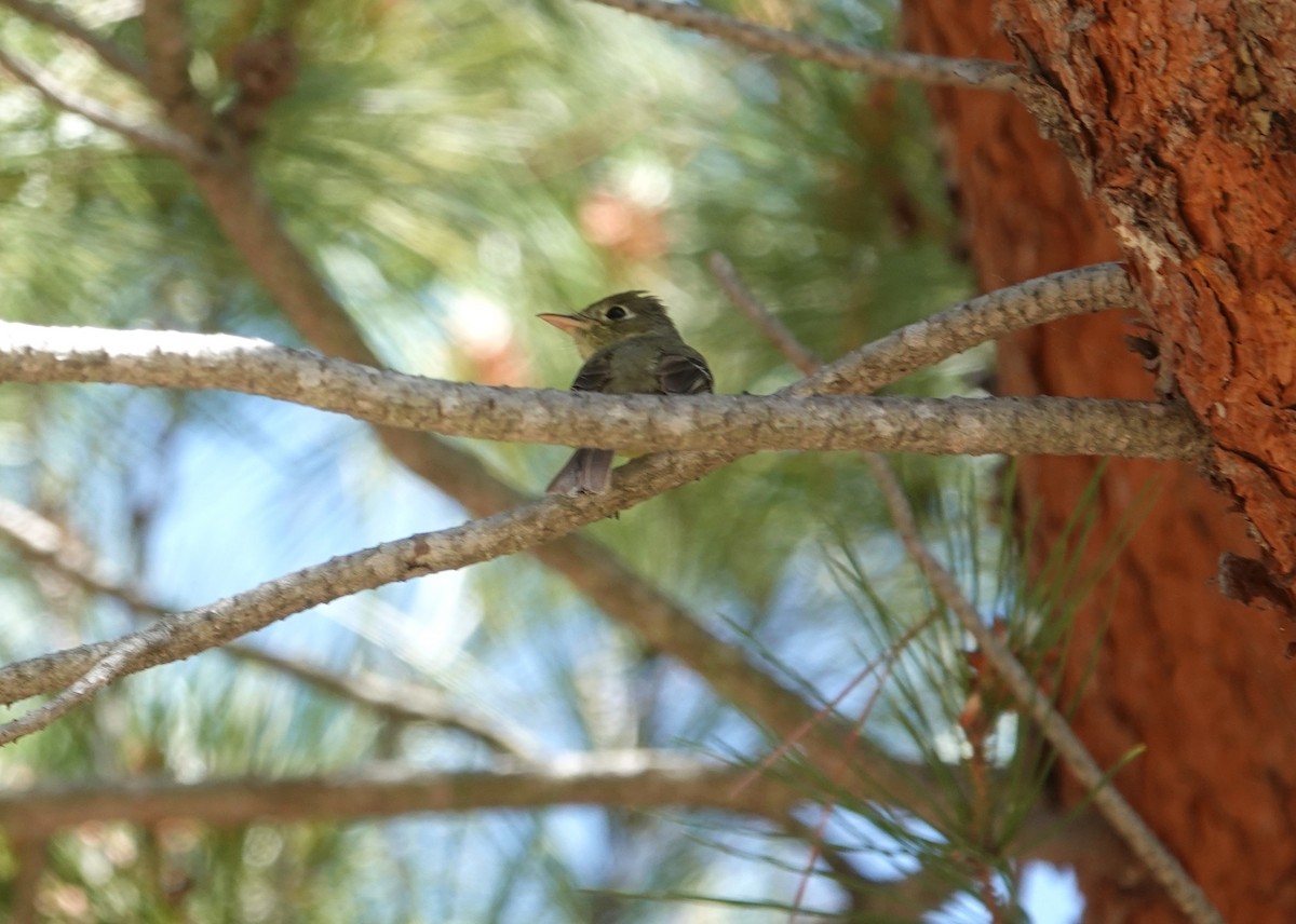 Western Flycatcher (Pacific-slope) - Monica P