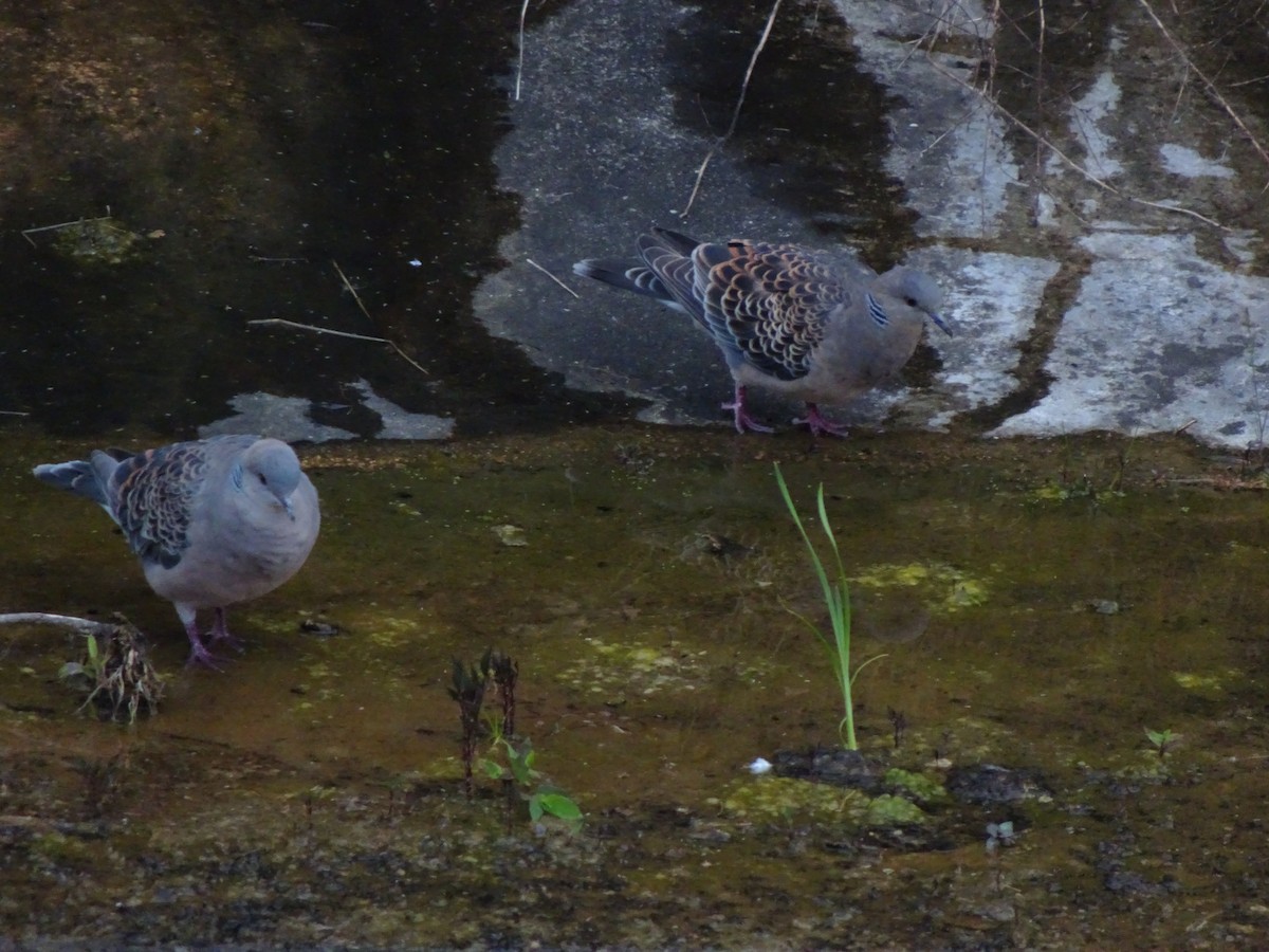 Oriental Turtle-Dove - ML619644783