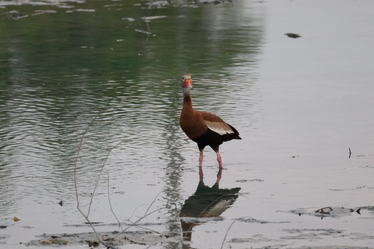 Dendrocygne à ventre noir - ML619644789