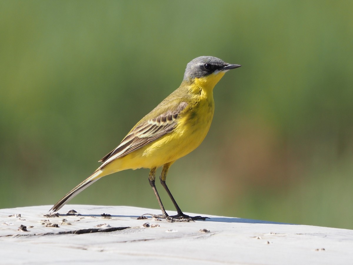 Western Yellow Wagtail (thunbergi) - Richard Kaskan