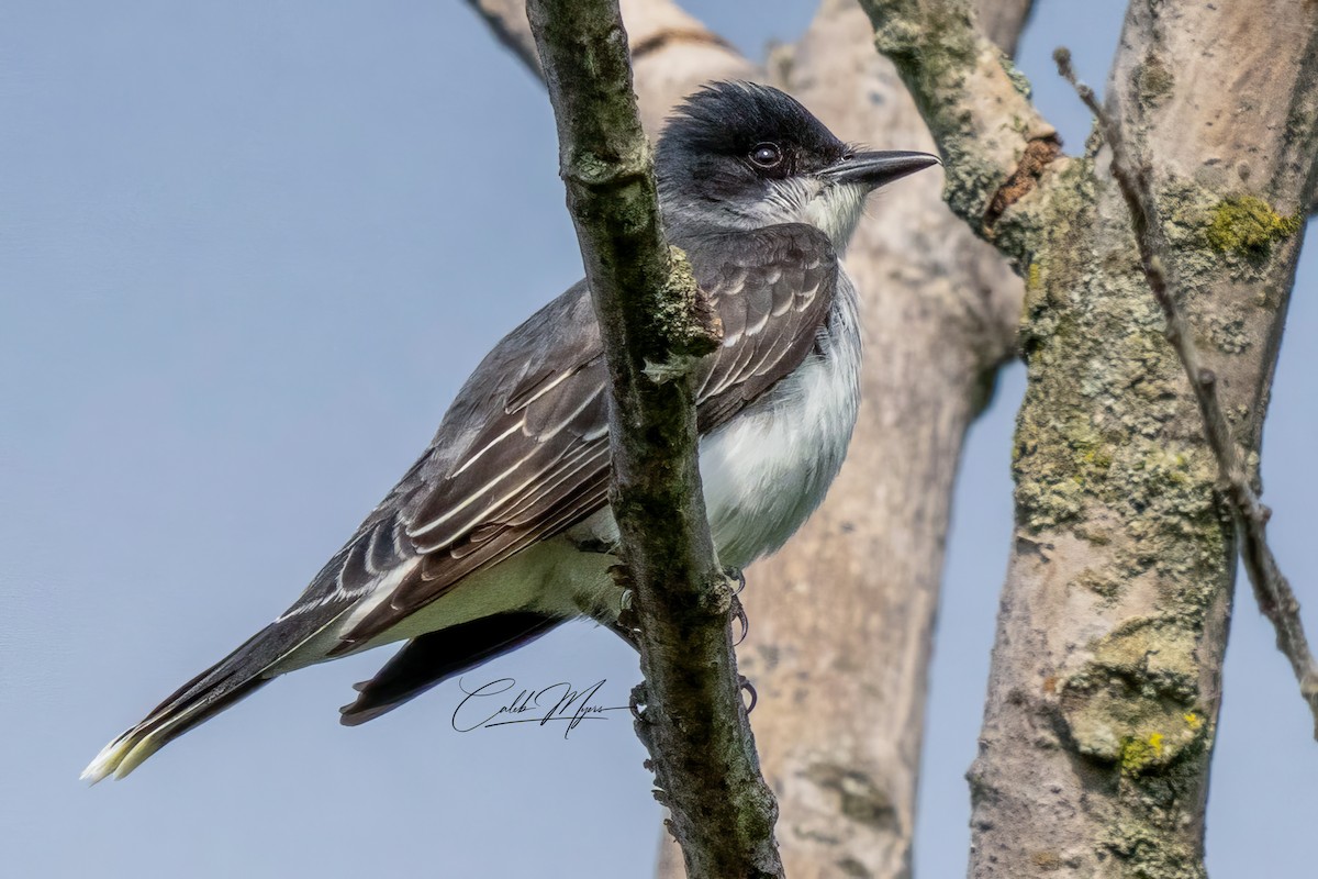 Eastern Kingbird - ML619644793