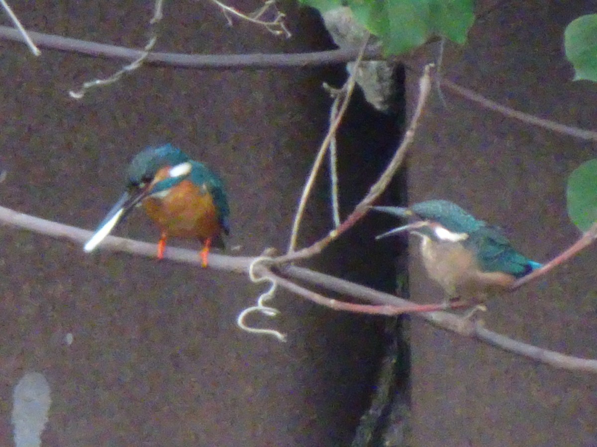 Common Kingfisher - ML619644801