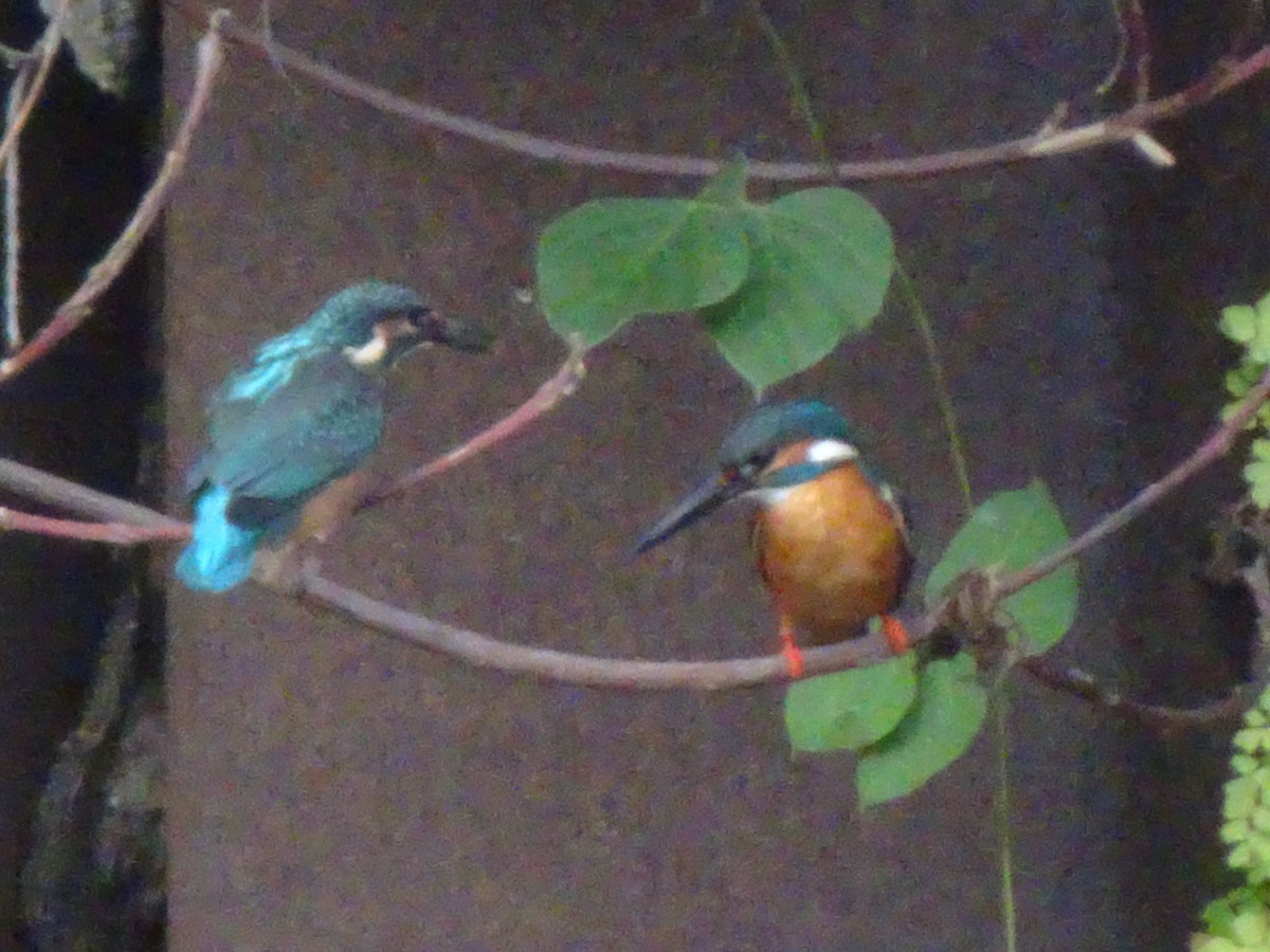 Common Kingfisher - ML619644803