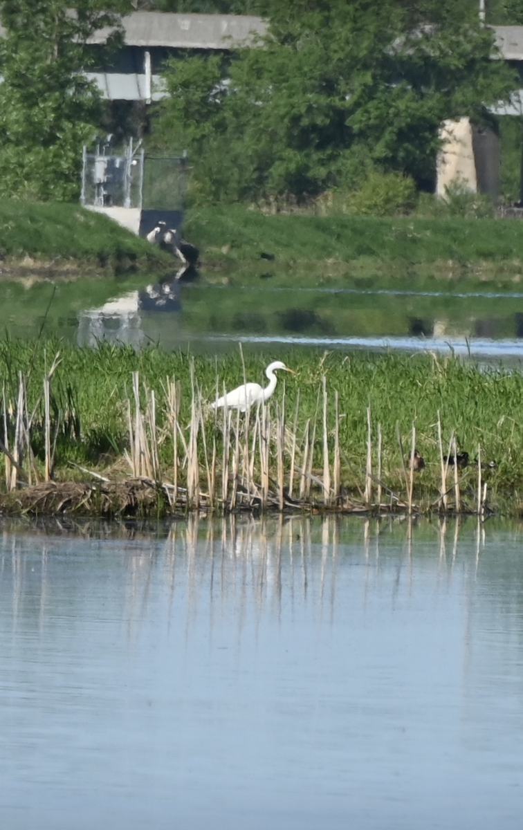 Great Egret - Sylvie Rioux