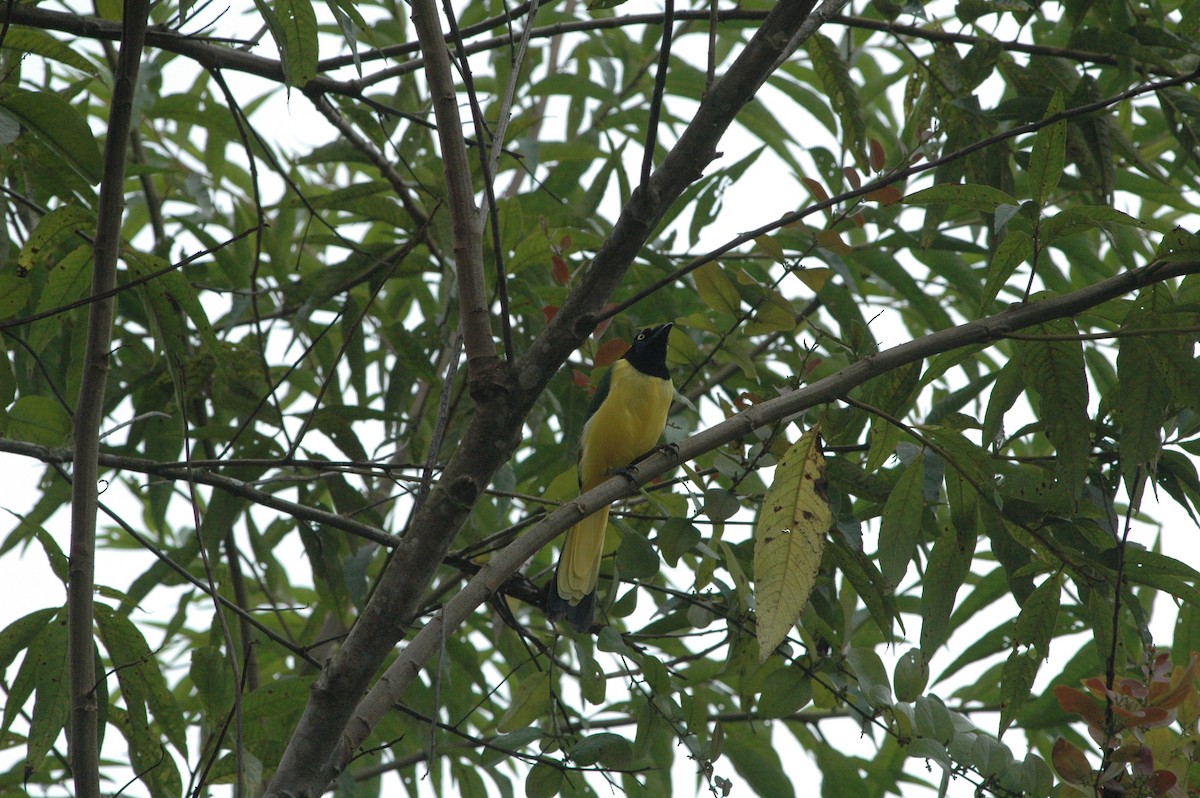 Green Jay (Inca) - Francisco Sornoza