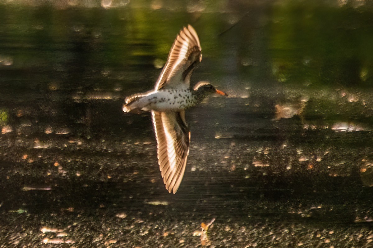 Spotted Sandpiper - Marc Boisvert