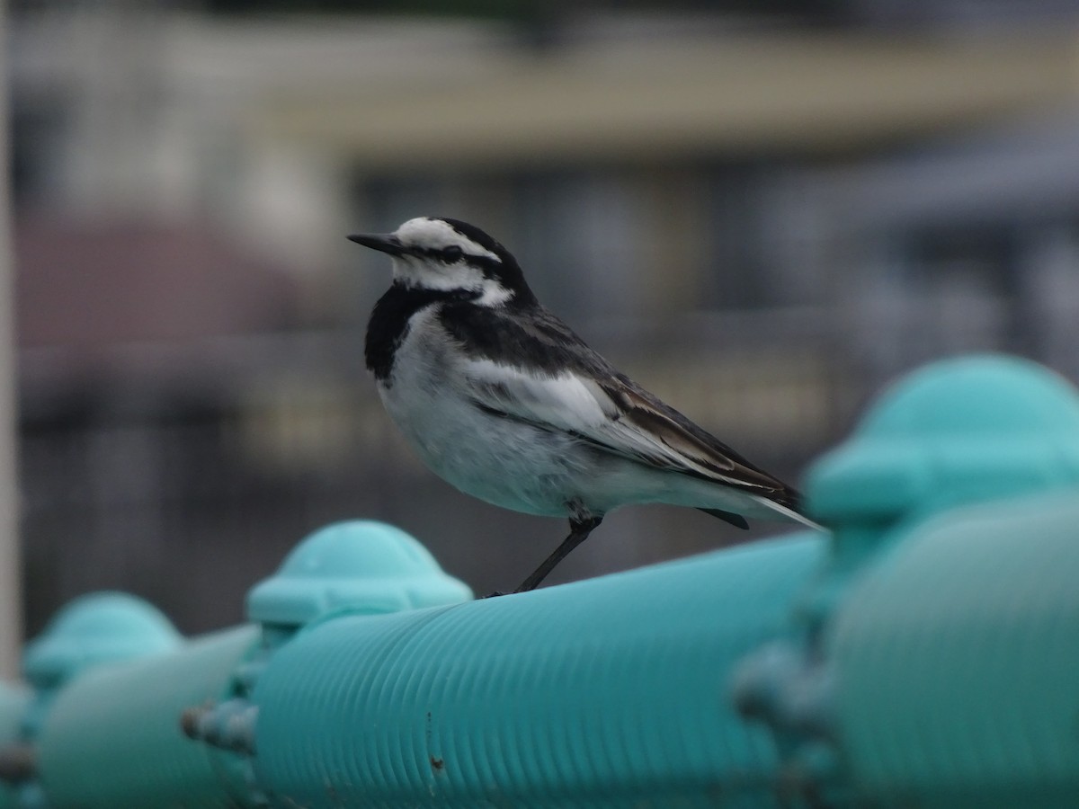 White Wagtail - HIROSHI KIDONO