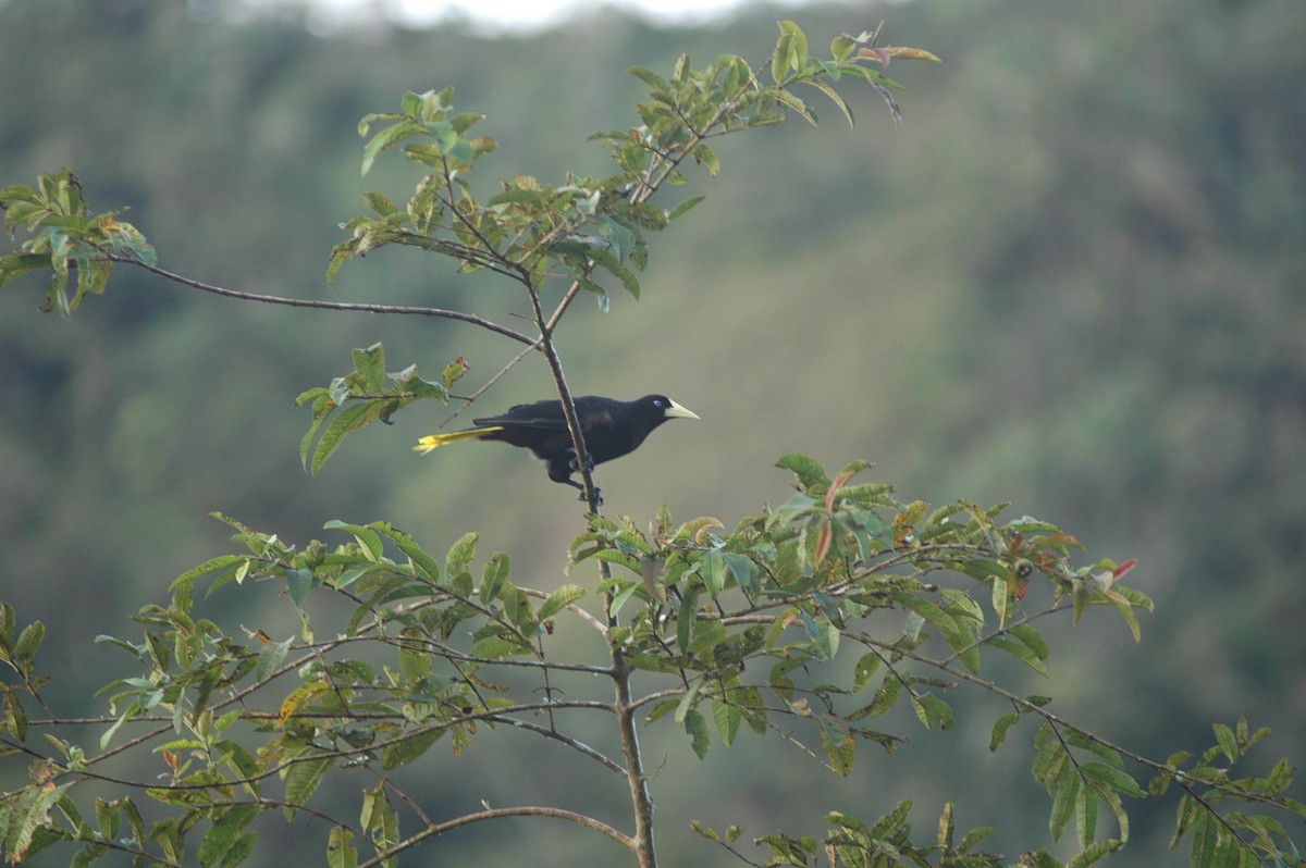 Crested Oropendola - Francisco Sornoza