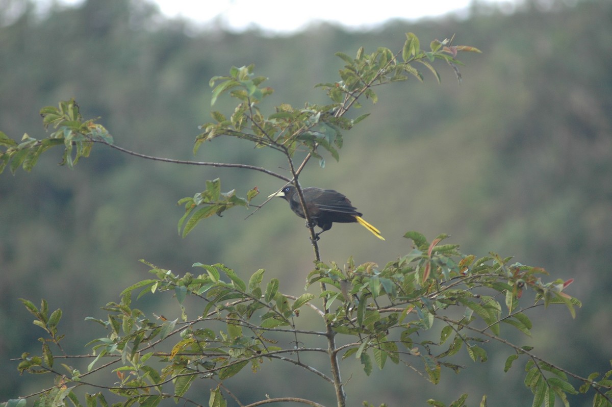 Crested Oropendola - ML619644830