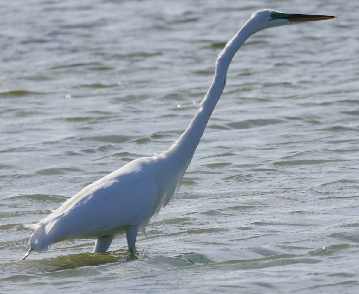 Great Egret - ML619644831