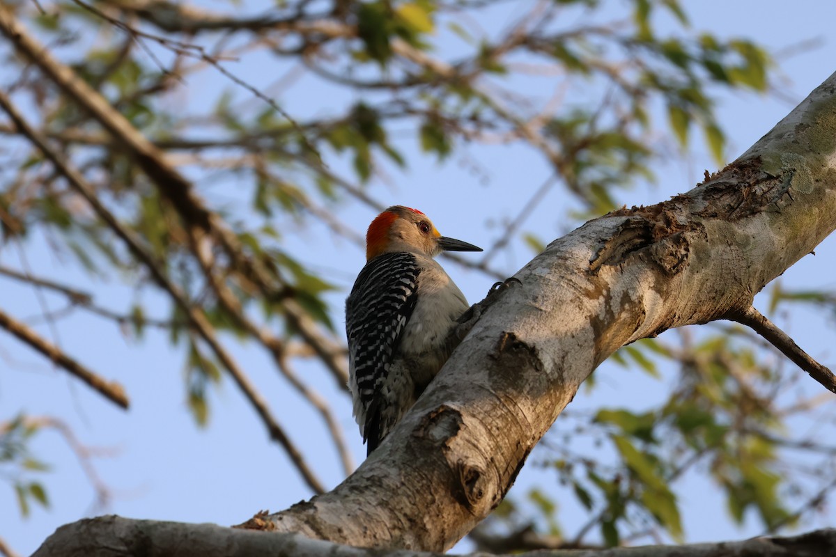 Golden-fronted Woodpecker - Kayleigh Andrus