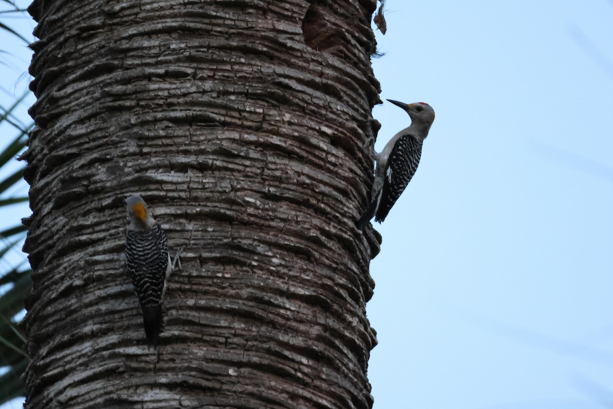 Golden-fronted Woodpecker - Kayleigh Andrus