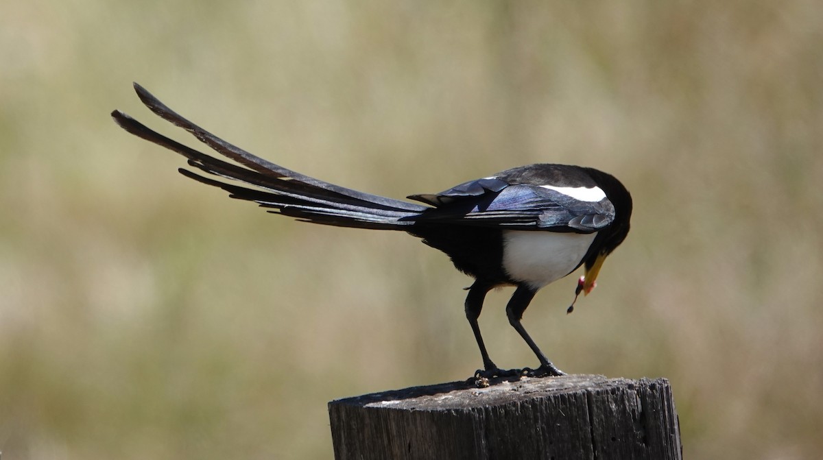 Yellow-billed Magpie - Monica P