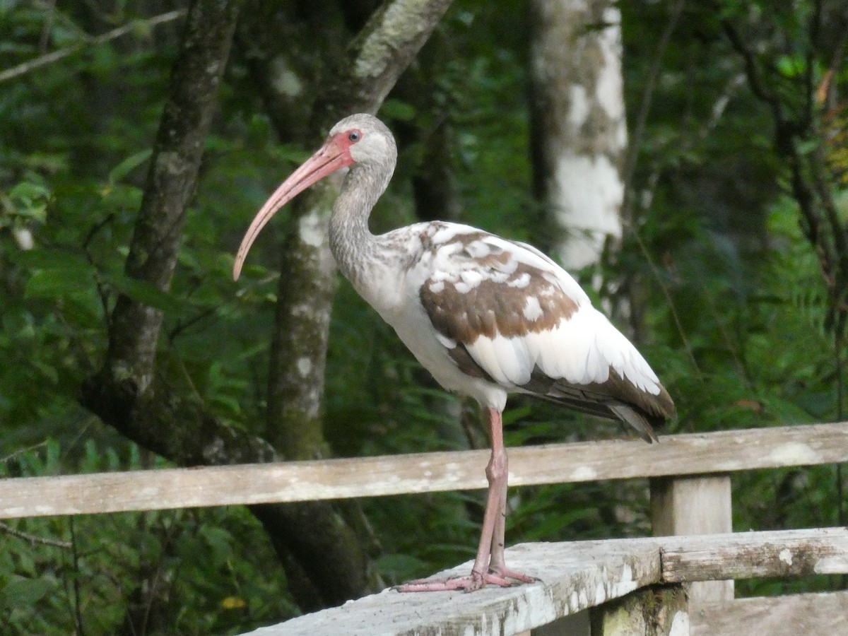 ibis bílý - ML619644836