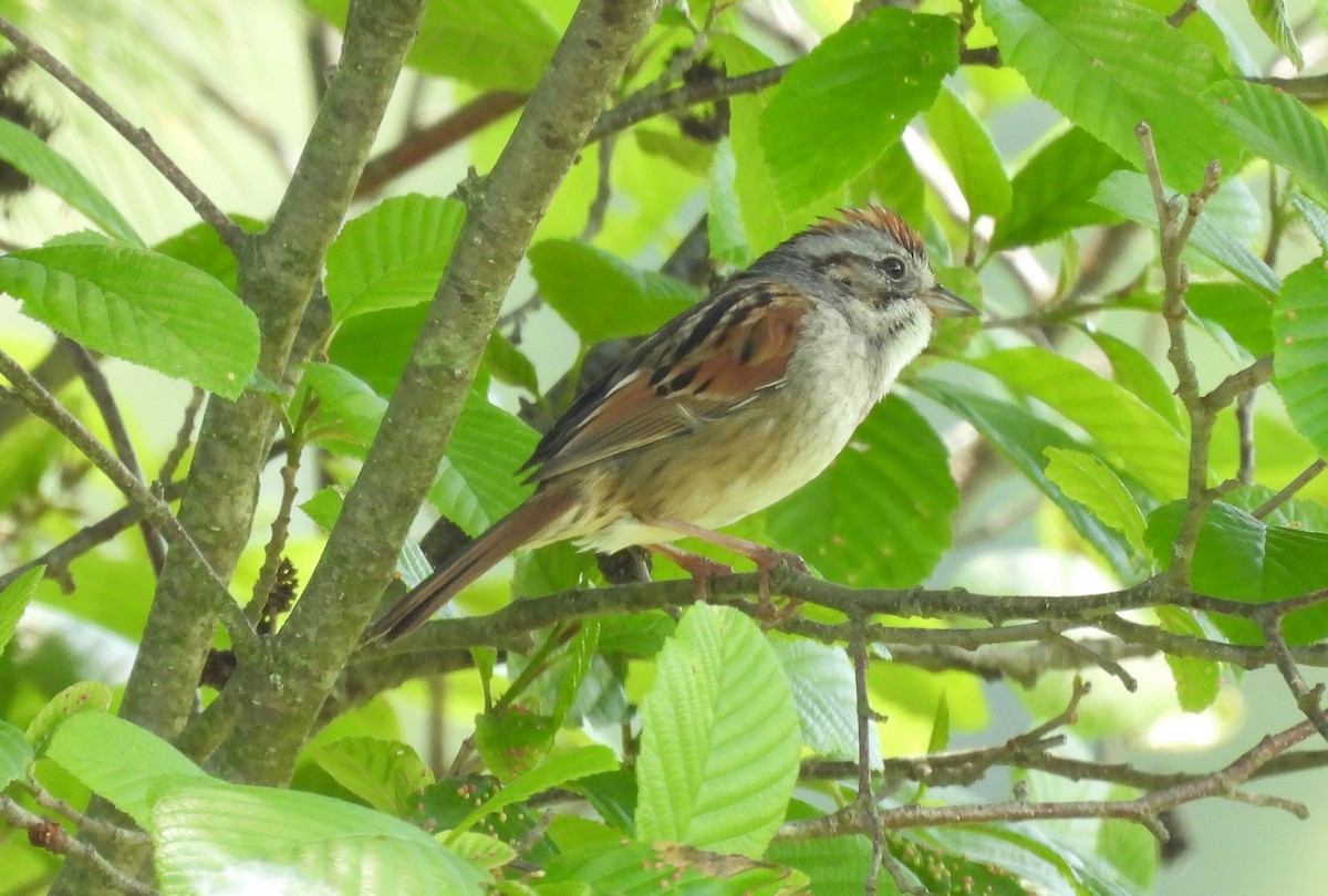 Swamp Sparrow - Debbie Bishop