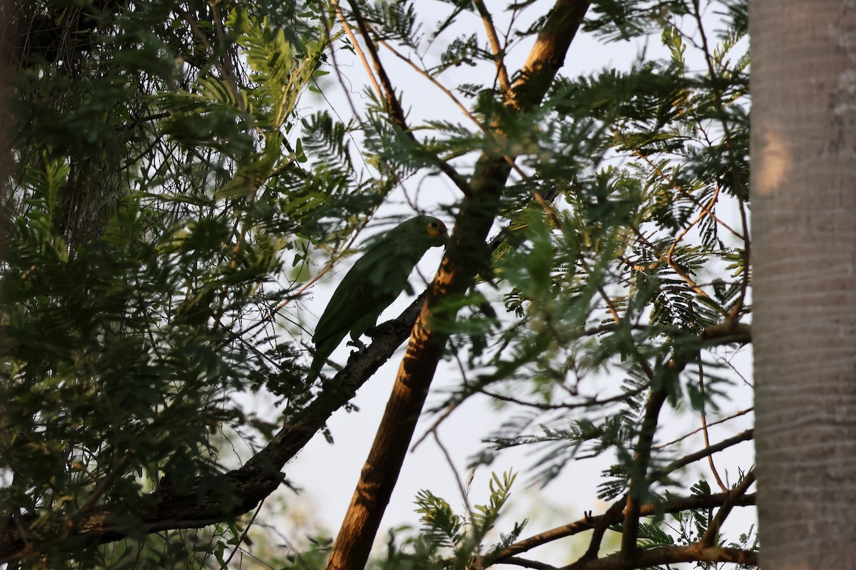 Red-lored Parrot - Kayleigh Andrus