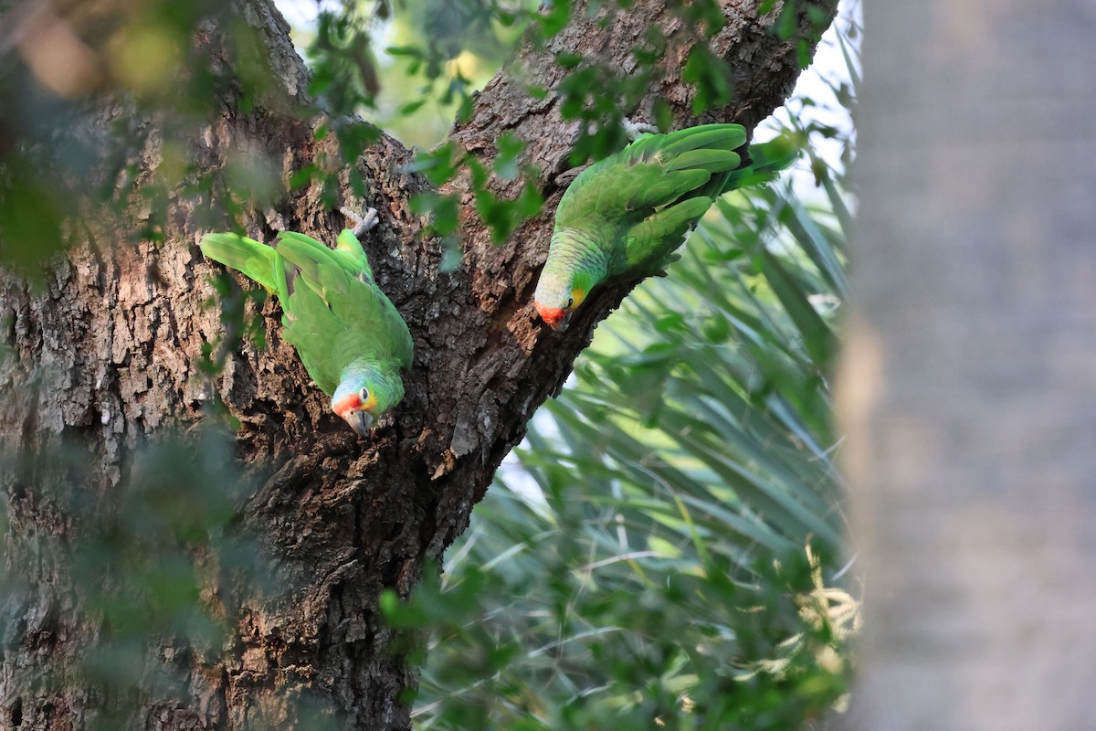 Red-lored Parrot - ML619644840